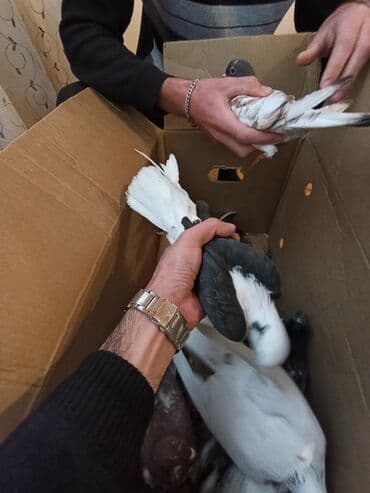 sebzi quşu: Türkan göyərçinləri hamsi tutulma üst üste 4 manatdan 10 goyercindir — 3