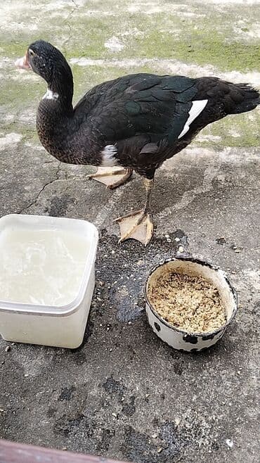 Erkək, | Lal ördək, Damazlıq, Ünvandan götürmə