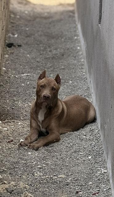 Pitbul, 6 ay, Erkek, Sənədli