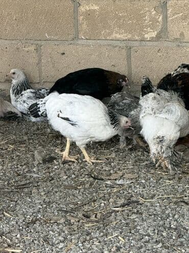 liqorin toyuqlar: Toyuq, Damazlıq — 4