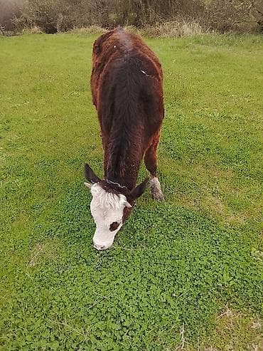 bala itlerin satisi: Hereford tipli dana – otlaqda saxlanılır. - Rəng: tünd qəhvəyi bədən — 10