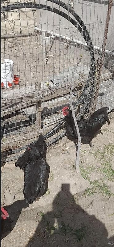 super alabay kl: Məhsul: Qara rəngli toyuq–xoruz dəsti Təsvir: - Tamamilə qara, parlaq — 2