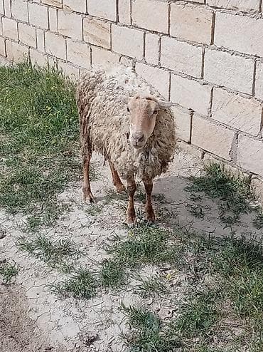 erkek pişik adları: 2 dənə qoyun biri 160 manat — 1