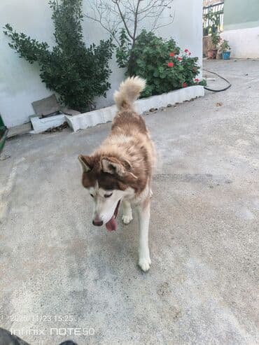 it ve qiz sekilleri: Xaski — 5