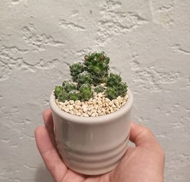 süd qazanı: Otaq bitkisi 1 ədədi 12azn

Ünvan Günəşli

Çatdırılma Metro Sos 2azn — 3