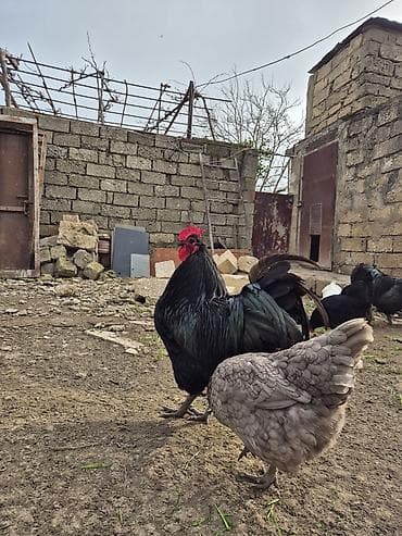 barter heyvanla: Xoruz, il: 1 — 7