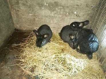 cucə yemi: Məhsul: Dovşanlar (balalar) Təsvir: - Şəkillərdə müxtəlif sayda — 3