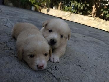 itlər xaski: 1 ay, Peyvəndli, Ünvandan götürmə — 3