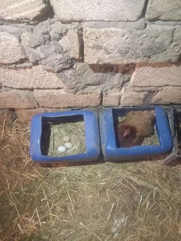 brama toyuq: Toyuq, Damazlıq, Ödənişli çatdırılma — 4