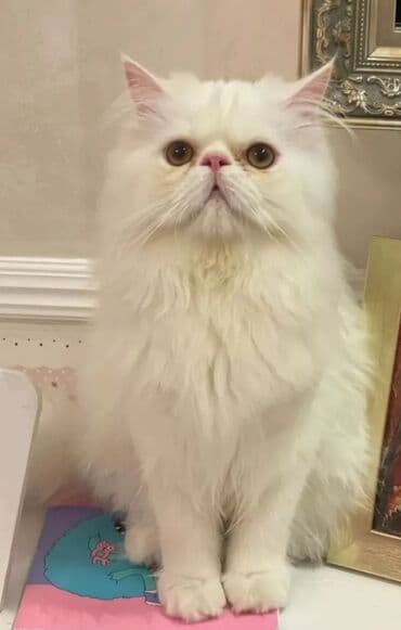 pers pişik: Britan — 5