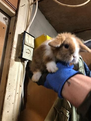 Heyvanlar: 4 eded Qulaqi Sallag dekorativ karlik dovsan evde saxlamali — 3