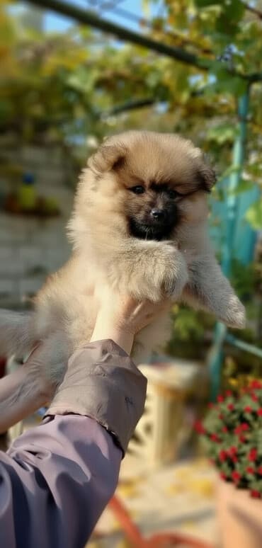 iti qovan: Şpitz, 2 ay, Dişi, Ünvandan götürmə — 1