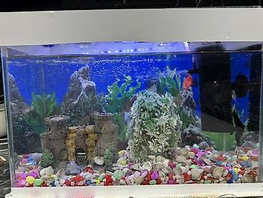 shih tzu stenci: 10 l Akvaryum dəsti balıglarla bırge satılır - Şüşə akvaryum, üstü — 2