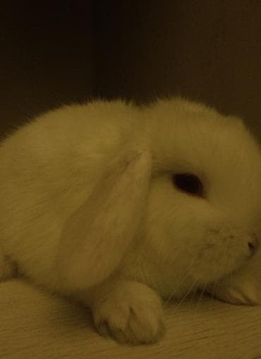 Птицы: 2 denədir deyə satıram 2 sinə birlikdə baxa bilmirəm hər şeyi — 2