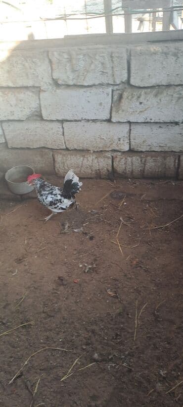 Xoruzlar: Xoruz, Yapon, il: 4 — 2