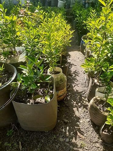 Çiçəkli-meyvəli dekorativ kolların tingləri (qablarda) - Qablarda