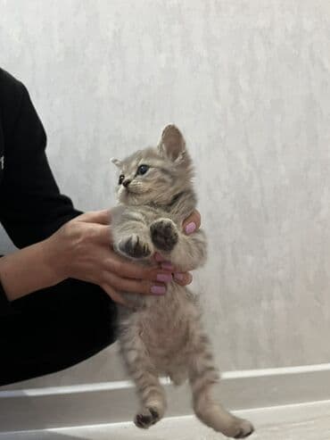 Lamborghini: Şinşilla, Erkək, Yaxşı əllərə — 2