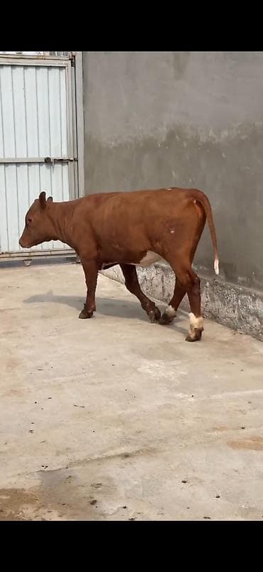 ordək balası və cucə: Oz təsərrüfatmdan satiram 6 ayliq temiz simental duge disi — 1