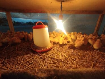 tısbağa balası: Ördək cücələri, Ətlik, Ünvandan götürmə, Ödənişli çatdırılma, Rayonlara çatdırılma — 10