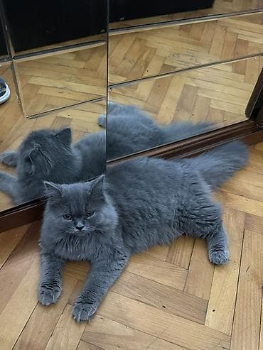Кошки: Британская, Самка, В добрые руки, Самовывоз, Платная доставка — 1