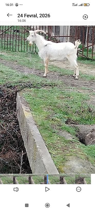 qara pişik adları: Sani sortudur erkekdir 10ayliqdi diri çəkisi 38kqdi - Sağlam və güclü — 1