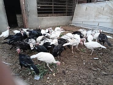 hindus: Məhsul: Hind quşları (sürü halında) Qiymət son 1 eded 25 azn Təsvir: - — 3