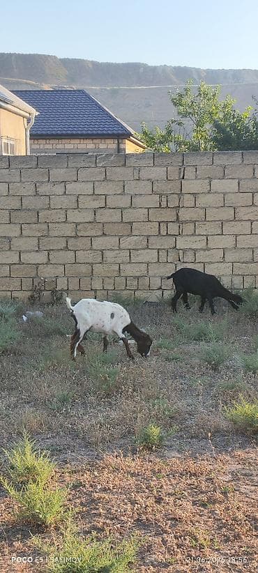 kreditle heyvan satisi: 1 teke 3disi yani balali 1 disi umumilikde 8 bas heyvan — 2