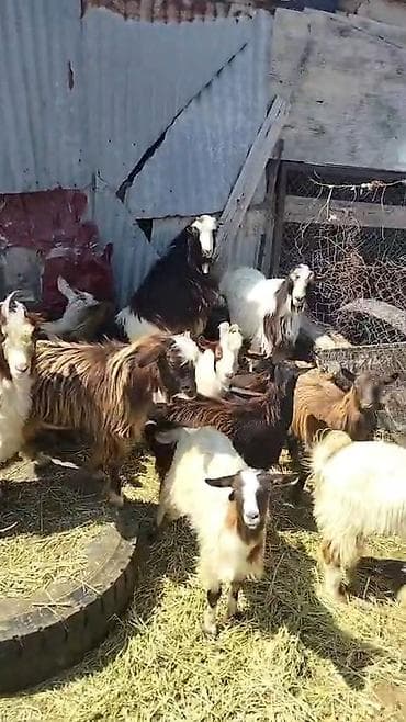 heyvan ve insan seksi: Qoyun-keçi sürüsü satılır - Növlər: yerli dağ keçiləri və — 6