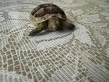 Heyvanlar üçün mallar: Kiçik quru tısbağa – akvaterrarium dəsti ilə Məhsul təsviri: - Kiçik — 2