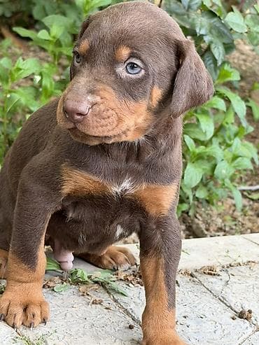 doberman satilir: Doberman, 1 ay, Ünvandan götürmə — 7