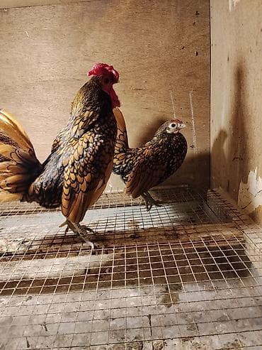 ev heyvanı satışı: Gumusu zibrayt xoruzu 40 manat.Qizili zibrayt cutu 70 manat.Almaq — 3