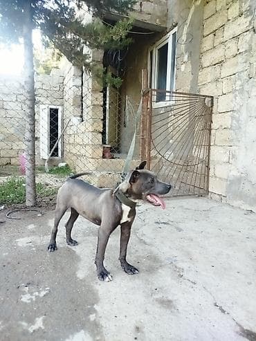 pit bul: Pitbul, 5 ay, Erkek, Peyvəndli — 1