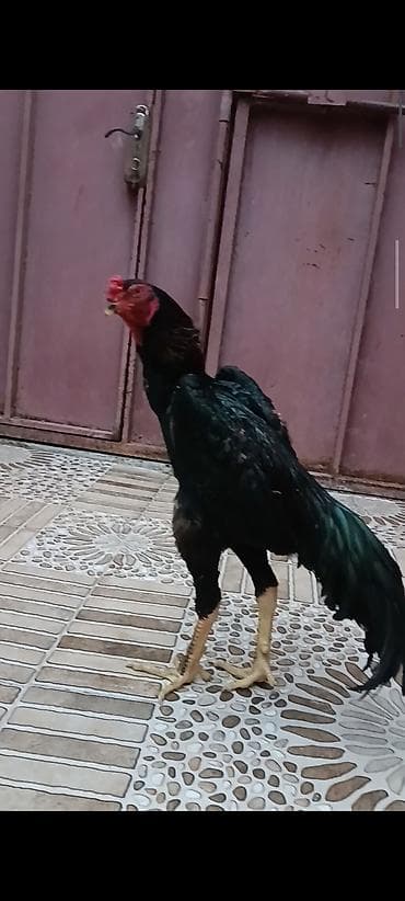 doberman satisi: Oh Shamo xoruz satilir 10 aylidi — 4