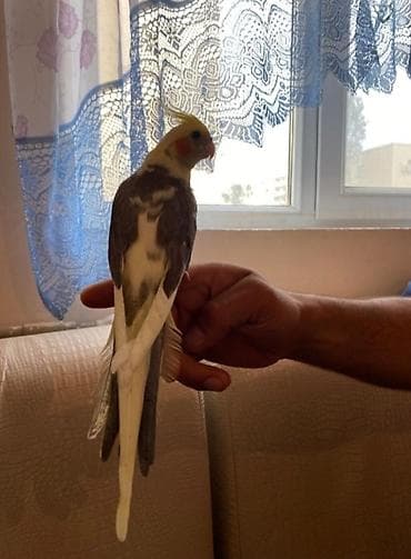 Cute hazir erkek ve disi korellar satilir hazir cutlerde var — 4