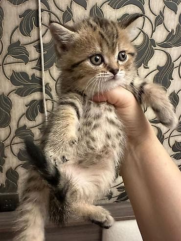 Akvariumlar: Tabbi — 4