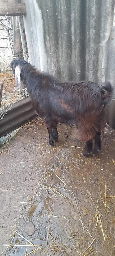 Quşlar: Damazlıq keçi 10 ayliqdi — 7