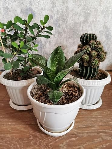 dibcək gulləri adları: Nəzər bitkisi + sansevieria + kaktus. Üçü birlikdə qabla bir yerdə — 2