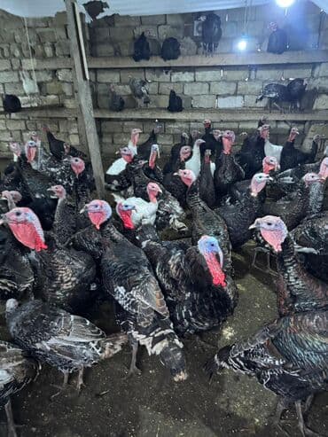 K/t heyvanları və malları: Məhsul: Hinduşka sürüsü Təsvir: - Şəkillərdə gördüyünüz damazlıq — 4