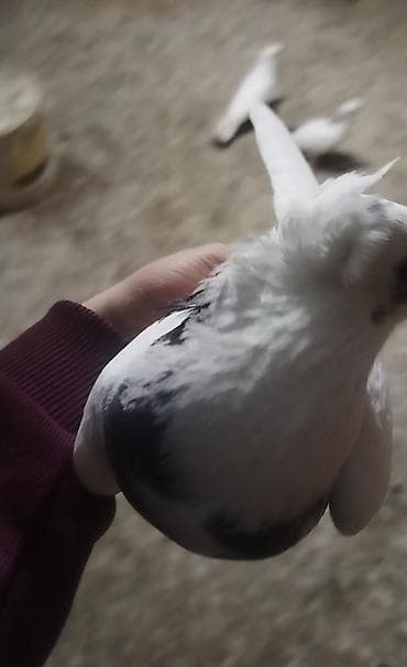 göyerçinlər: Erkey desde goy quyrug kekilidi mayada ortada bir tuk ağ var bor erkey — 2