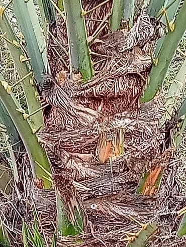 adem ağacı: Xurmanın dekorativ palmisi – həyət və bağ üçün 12 ildi xurma tumunnan — 2