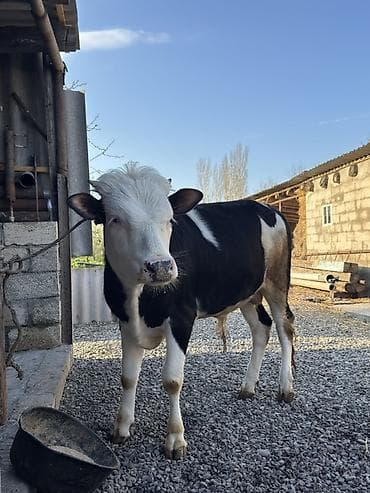 ev heyvan: Qara-ağ rəngli erkək heyvan (buzağı/torpaq dana) - Cinsəxas görünüş — 2