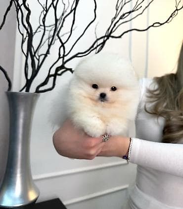 Şpitz, 2 ay, Sənədli