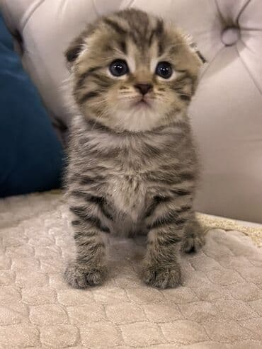 siam pisiyi haqqinda: Britan, Erkək — 7