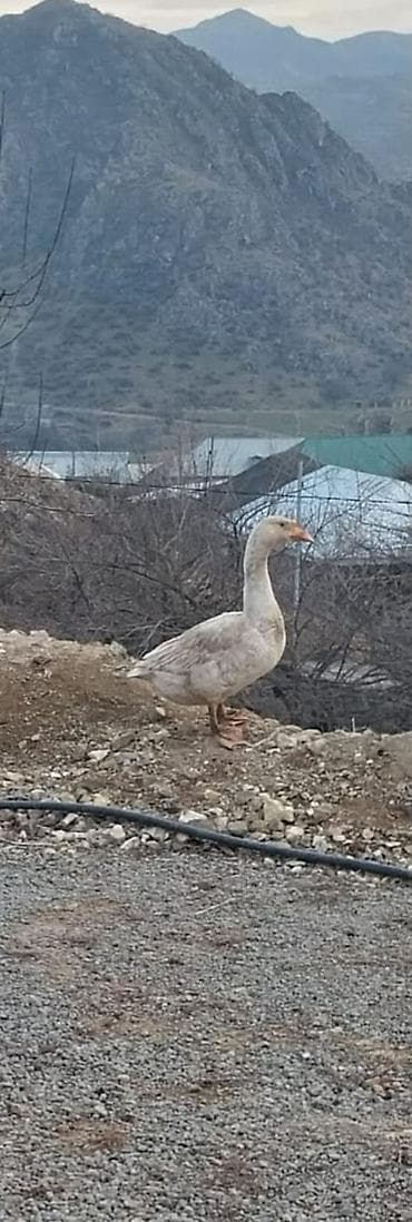 Qaz – yerli təsərrüfat quşu - Növ: qaz (boğazı uzun, narıncı dimdik