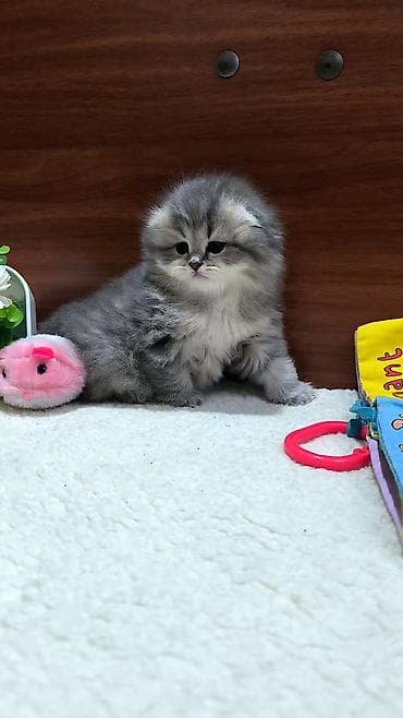 pişik cutleşdirmek: Şotland uzun tüklü — 4