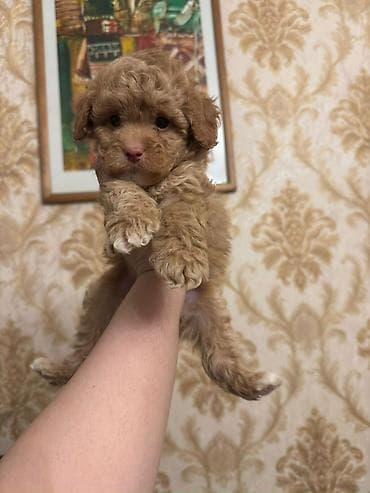 İtlər: Malti-Pu (Maltipoo) balaları erkek ve dişi Ata və ana 4 kq - Cins — 2