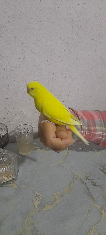 qus sesleri: Ələ öyrəşmiş quşdu kim isdese videolarinida ataram baxar — 2