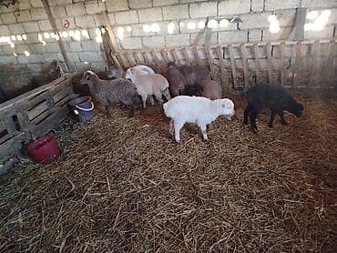 Qoyun-quzu sürüsü - Şəkillərdəki kimi bir neçə quzu və balaca