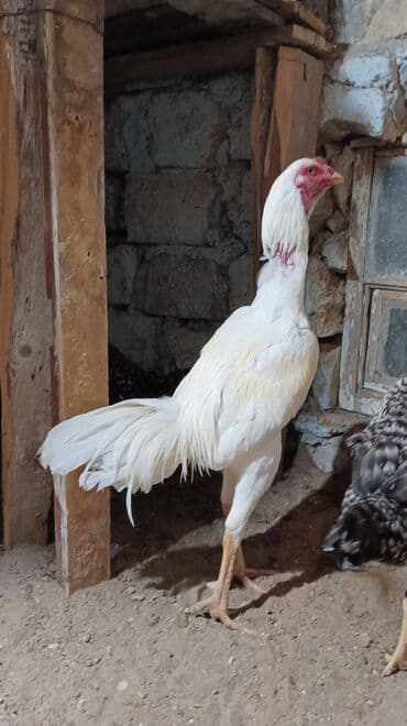 Toyuq, Damazlıq, Ünvandan götürmə lalafo.az -da Toyuq, Damazlıq, Ünvandan götürmə