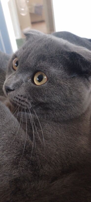 pişik: Britan yastı qulaq, Erkək — 2